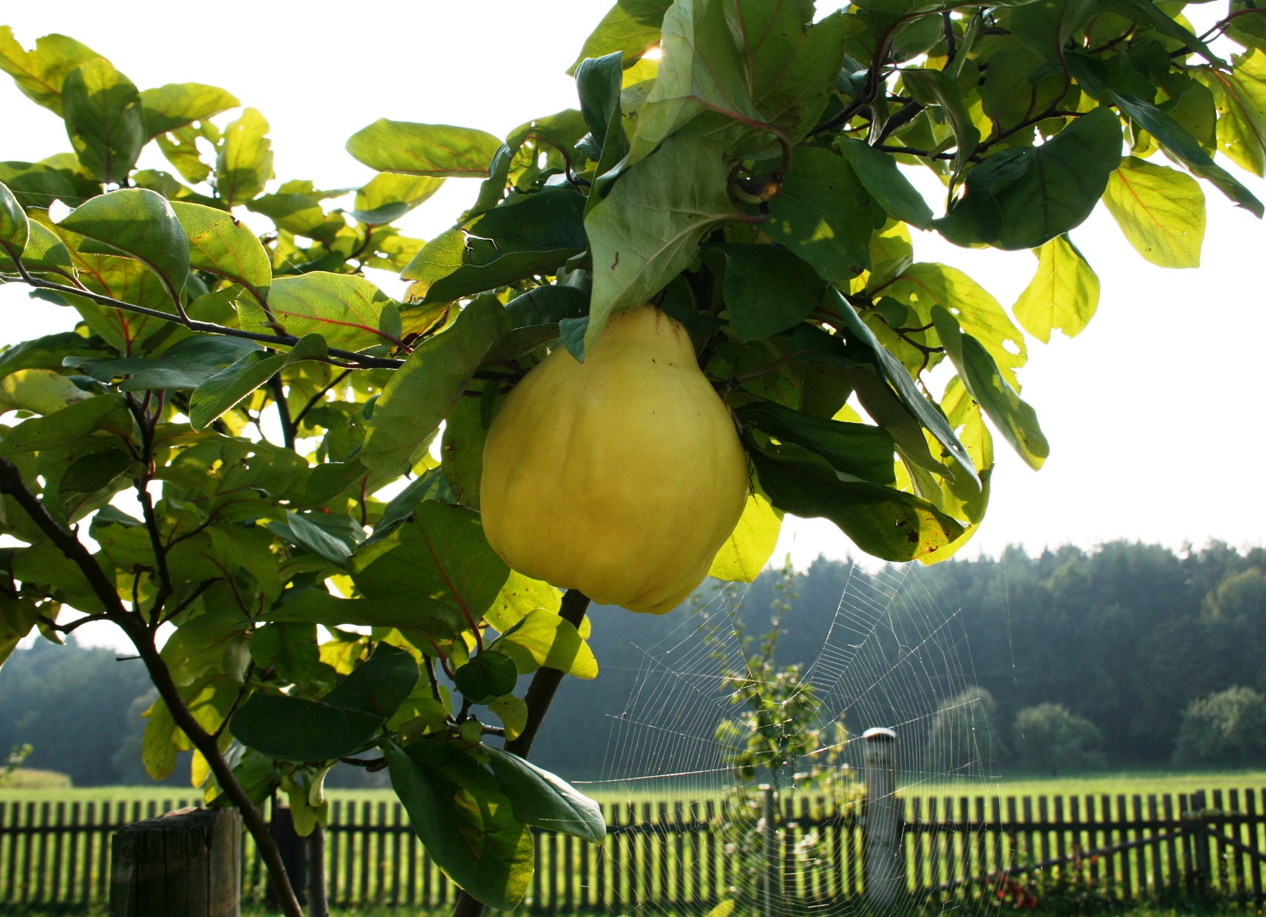 Zitronenbaum