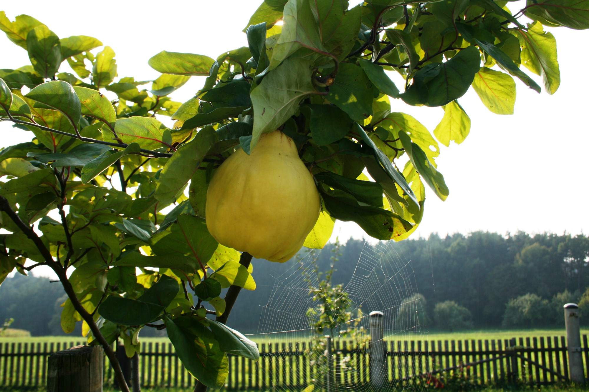 Pear on the tree