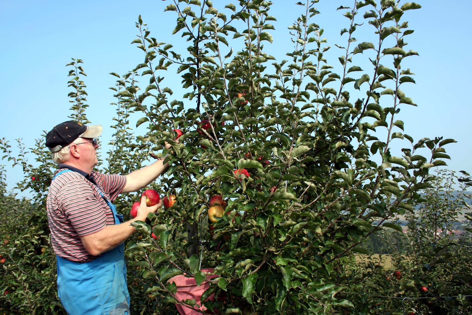 Farmer picks apples