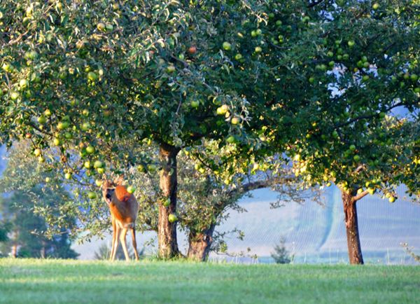 natur-reh-obstgarten-teuschlermogg-ingridthorhaggen (3)